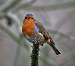 Wee Robin