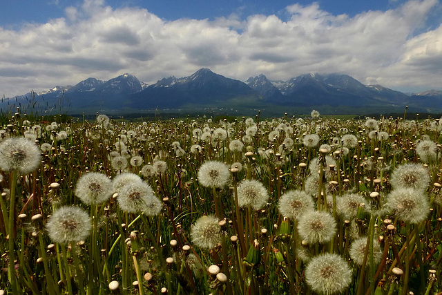 Dandelions a little different