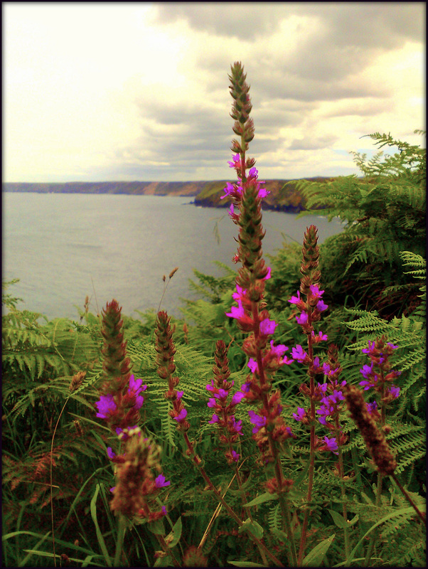 Purple Loosestrife, North Cliffs from The Knavocks.