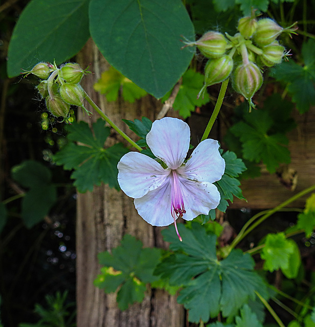 20230531 0521CPw [D~LIP] Balkan Storchschnabel (Geranium macrorrhizum), UWZ, Bad Salzuflen