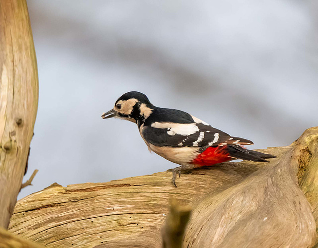 Great spotted woodpecker