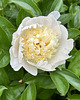 white peony