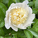 white peony