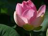 pink lotus