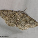 1945 Cleorodes lichenaria (Brussels Lace)