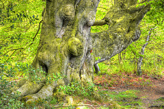 Old face in the tree trunk