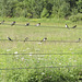 Barn Swallows