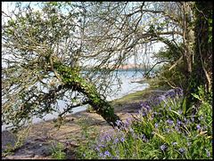 bluebells by the Tamar