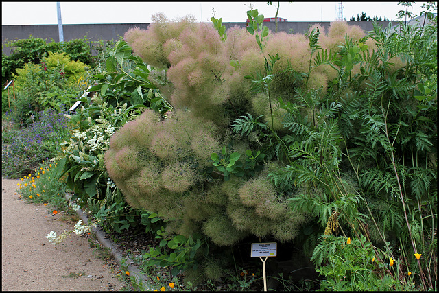 Cotinus Coggyregia- arbre aux perruques