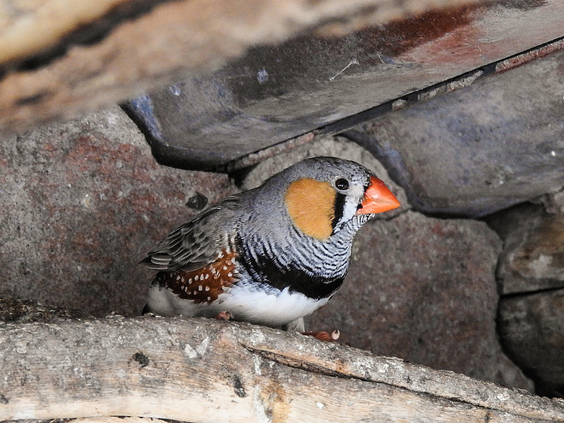 20170527 1730CPw [D~LIP] Zebrafink (Taeniopygia guttata), Vogelpark Detmold-Heiligenkirchen