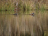 Hooded mergansers