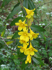 Gelsemium sempervirens