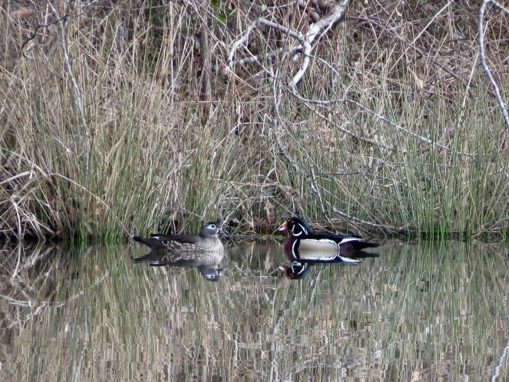 Wood ducks