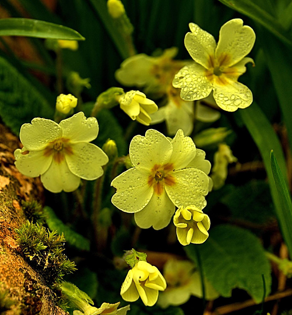 Woodland Primroses With Drops Of Morning Dew