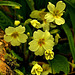 Woodland Primroses With Drops Of Morning Dew