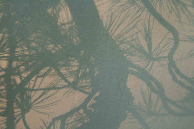 Sunrise shadow on tent wall