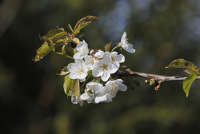 Vivement le temps des cerises....