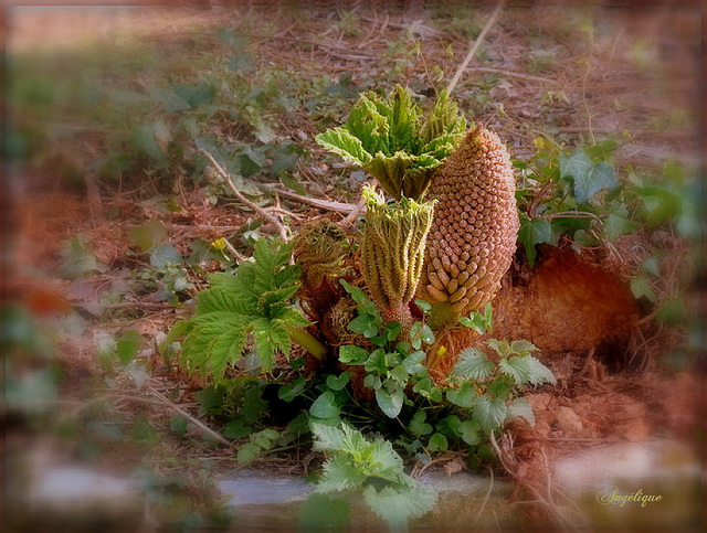 GUNNERA MANICATA ou Tinctoria ...........Bon mardi mes ami(e)s !