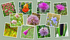 Netherton Flower Collage