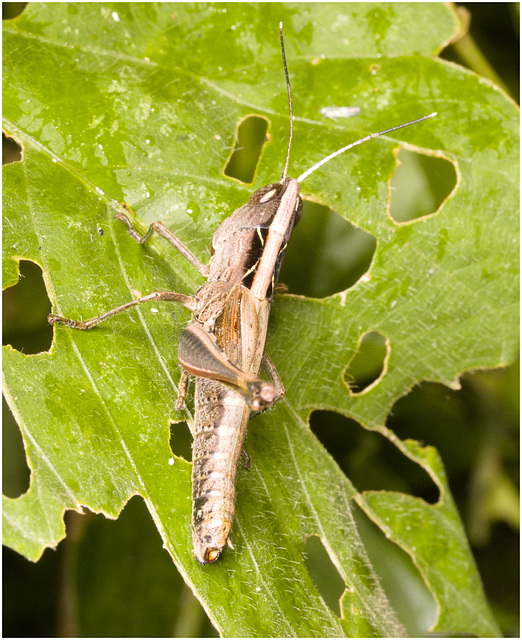 IMG 2497 Grasshopper