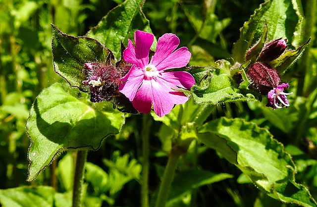 20230531 0522CPw [D~LIP] Rote Lichtnelke (Silene dioica), UWZ, Bad Salzuflen