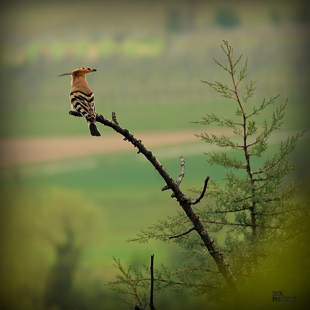 Poste d'observation sur un de mes arbres mort (déjà la sècheresse)