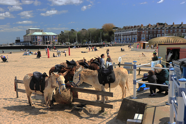 EOS 90D Peter Harriman 13 40 15 06686 weymouthBeachDonkeys dpp