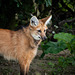 Maned wolf