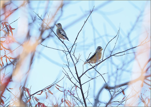 Coupla grosbeaks