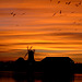 260103 sunset over windmill with birds