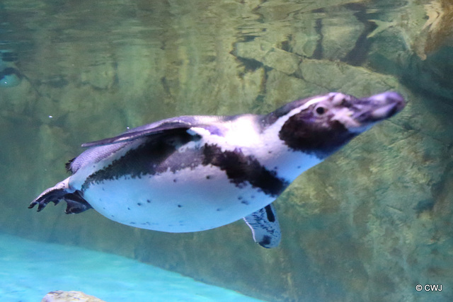 Penguin swimming