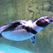 Penguin swimming