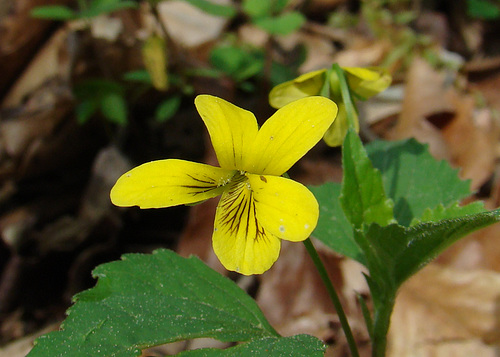 Yellow Violet