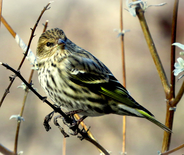 Pine Siskin