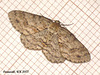 1947 Ectropis bistortata (Engrailed)