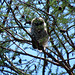 Young barred owl