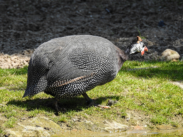 20170615 1961CPw [D~MS] Perlhuhn, Zoo Münster