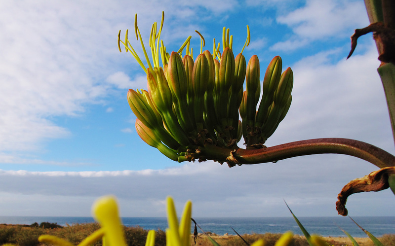 Agave Americana