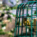 Goldcrest