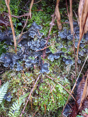 Peltigera Membranacea