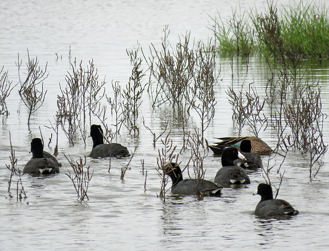 Day 2, Coots & a Blue-winged Teal