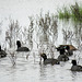 Day 2, Coots & a Blue-winged Teal