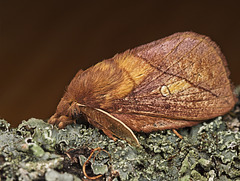 Drinker Moth (1)