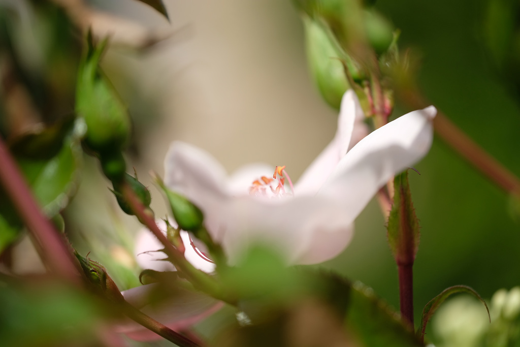 DSCF5509