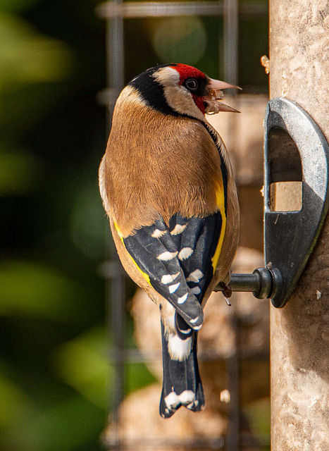 Goldfinch