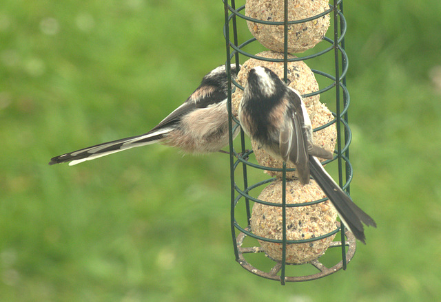 Long Tailed Tits