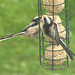 Long Tailed Tits