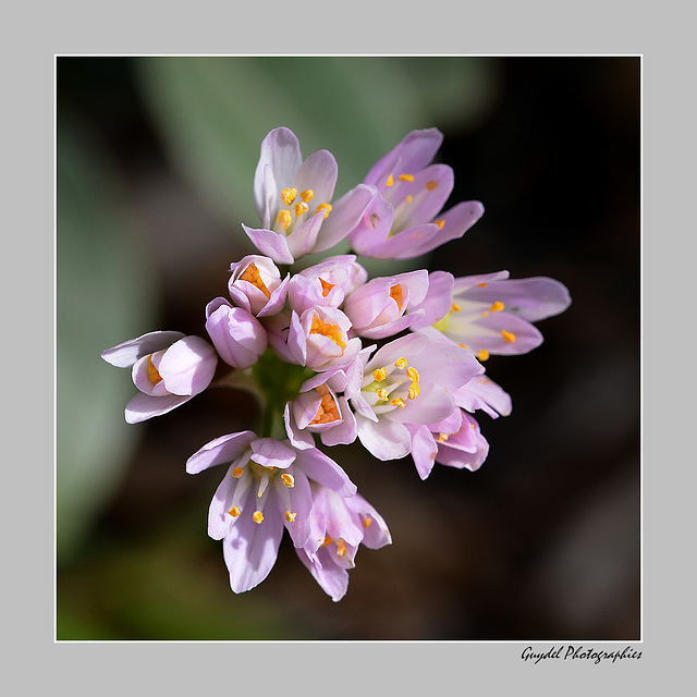 Un petit Bouquet Douceur ...