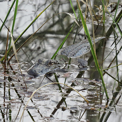 Alligator mississippiensis