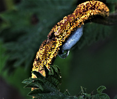 Cuckoo Spit On Nettle Rust